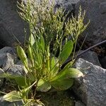 Limonium carolinianum Облик