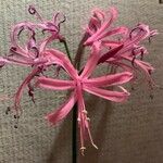 Nerine undulata Flower