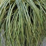 Carex ornithopoda Blad