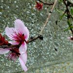 Prunus persica 花