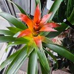 Guzmania lingulata পাতা