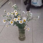 Anthemis cotula Flower