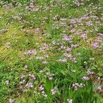 Allium unifolium Flower