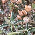 Barleria acanthoides Leaf