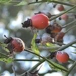 Rosa longicuspis Ffrwyth