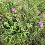 Centaurea decipiens 整株植物