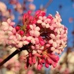 Viburnum farreriBloem