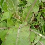 Lactuca virosa 葉