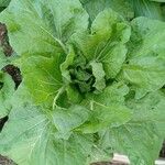 Brassica rapa Leaf
