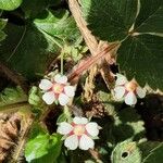 Potentilla micrantha Квітка