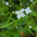 Epilobium ciliatum फूल