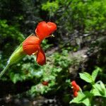 Mimulus cardinalis Flor