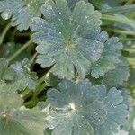 Geranium argenteum Blad