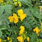 Senna occidentalis Levél