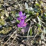 Crocus ligusticus Кветка