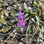 Crocus ligusticus Kvet