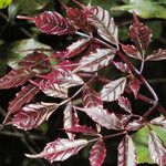 Leea guineensis पत्ता
