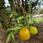 Eugenia pyriformis Fruit