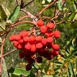 Sorbus aucuparia Φρούτο