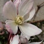 Clematis armandi Flor