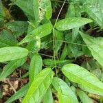 Fridericia chica Hoja