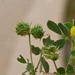 Medicago littoralis Frucht