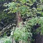 Diphysa americana ᱥᱟᱠᱟᱢ