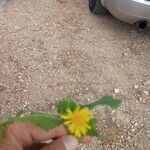 Sonchus oleraceusList