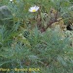 Argyranthemum foeniculaceum Хабит