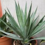 Agave sisalana Habitus