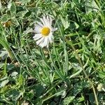 Bellis sylvestris Leaf