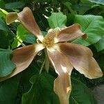Magnolia macrophylla Flower
