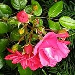Rosa pendulina Flor