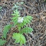 Hydrophyllum fendleri Flor