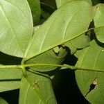 Machaerium pittieri Leaf