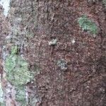 Elvasia elvasioides Bark