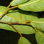 Clarisia biflora Frunză
