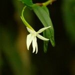 Angraecum ramosum ফুল