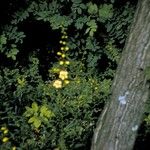 Aureolaria levigata
