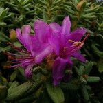 Rhododendron setosum 花