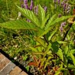 Filipendula rubra Leaf