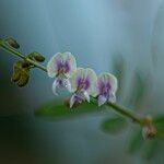 Tephrosia noctiflora Fleur