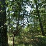 Arbutus menziesii Habit