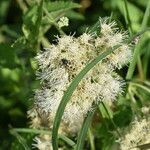 Austroeupatorium inulifolium Cvet