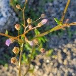 Gilia sinuata 花