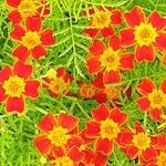 Tagetes tenuifolia Fula