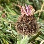 Centaurea uniflora Fruit