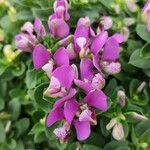 Polygala fruticosa Flor