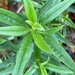 Penstemon barbatus Folla