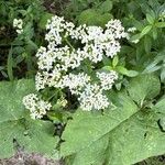 Galium rubioides Агульны выгляд